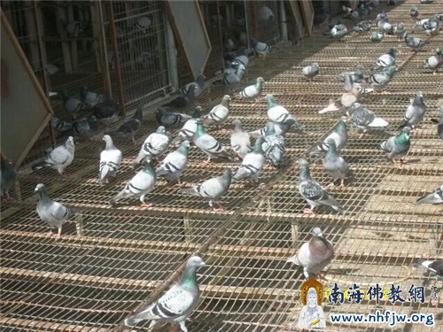 可爱的“和平使者”